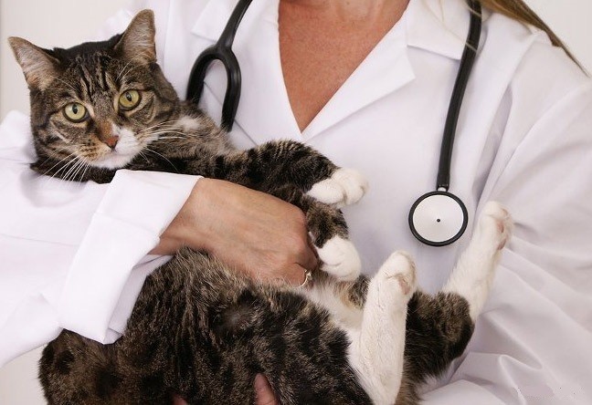 Котик на руках врача