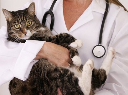 Котик на руках врача