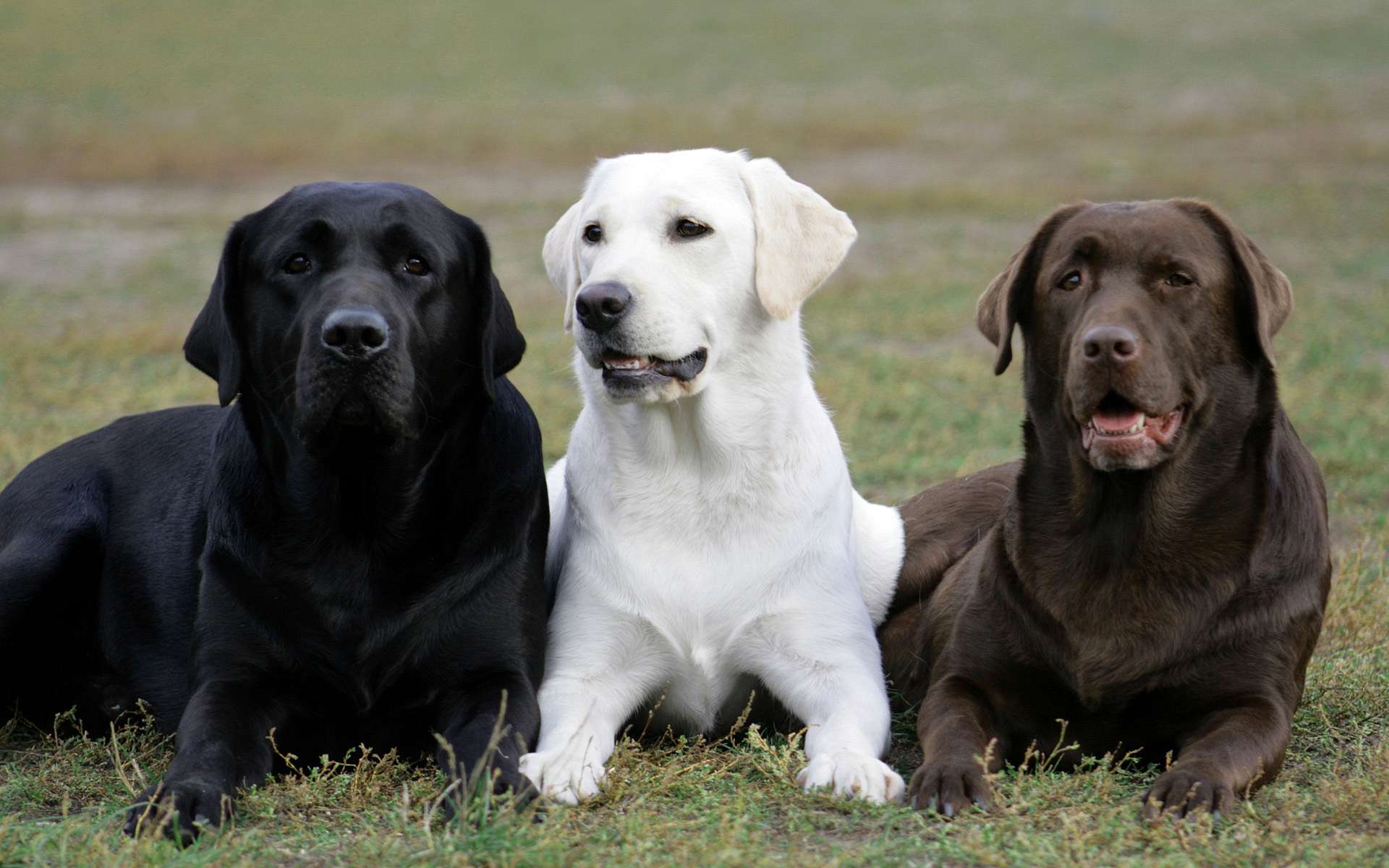 породы собак лабрадор с фото