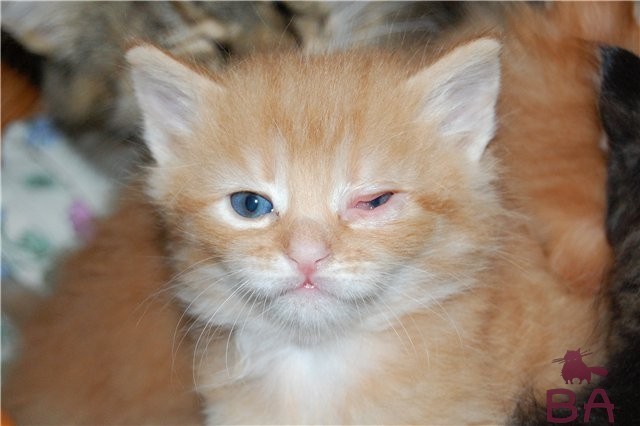 Конъюнктивит глаз у кошек фото thumbnail