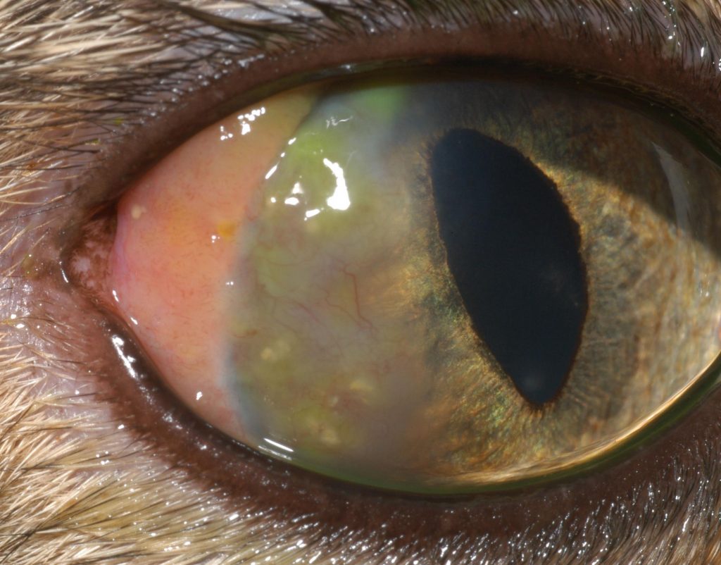 Болезни глаз у кошек лечение кератит thumbnail