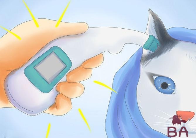 Температура тела кошки