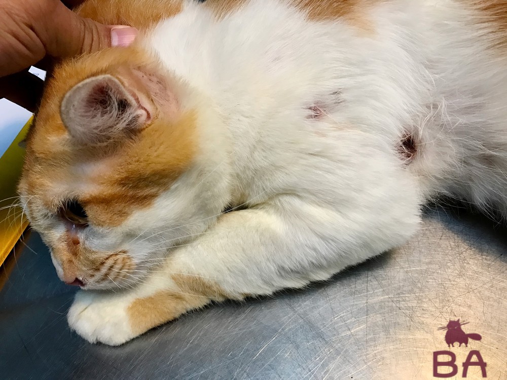 Свищ параанальной железы у кошек лечение