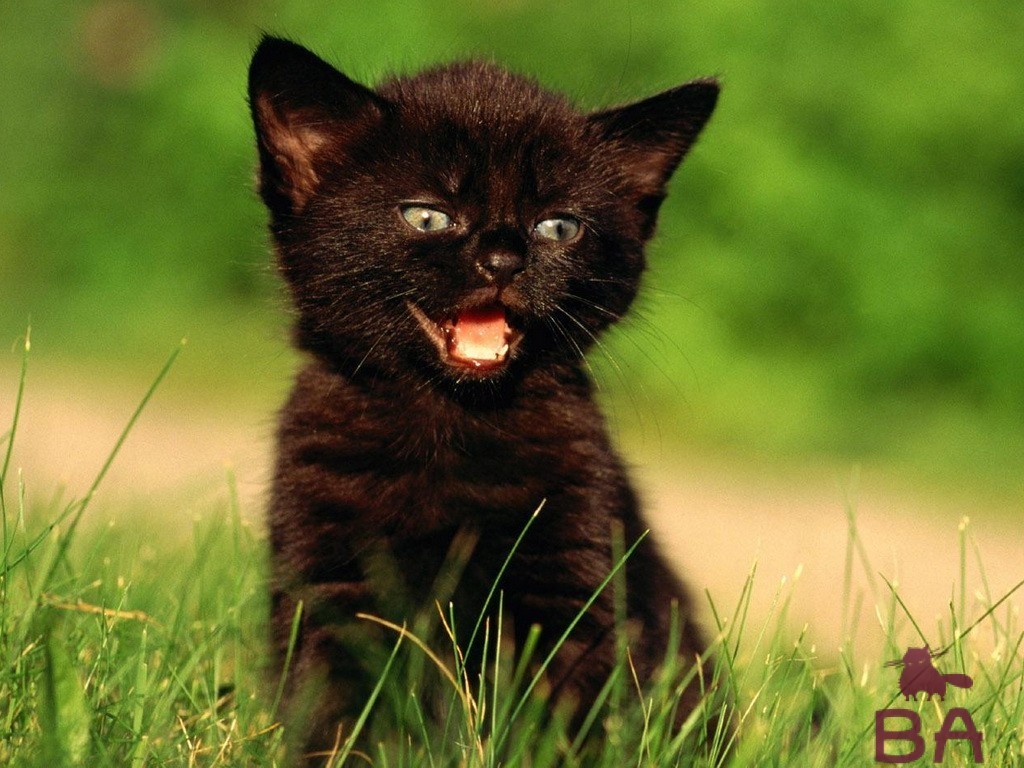 Черный котенок фото красивые