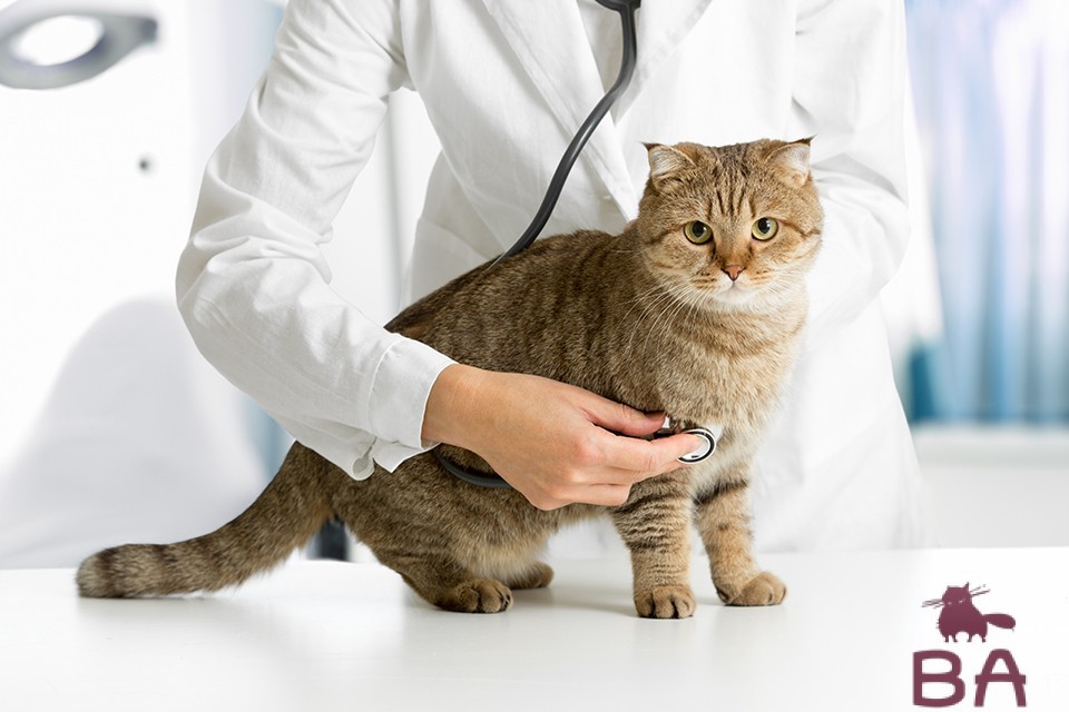 Кератит у кошки лечение народными средствами