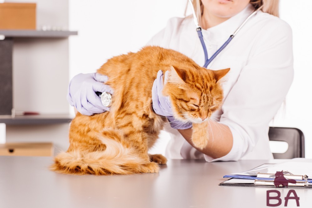 Свищ параанальной железы у кошек лечение