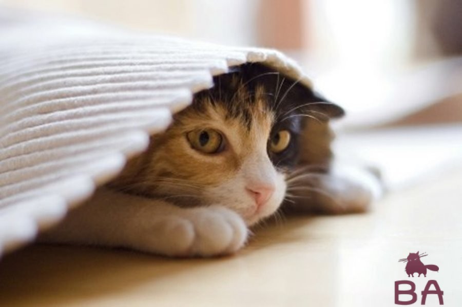 Сколько длится стресс у кошек thumbnail