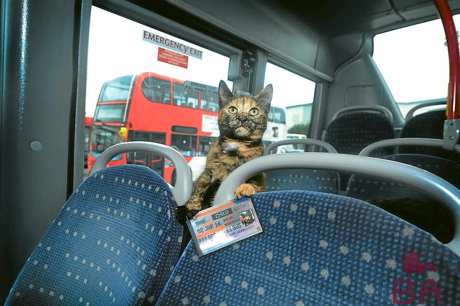 кот и автобус