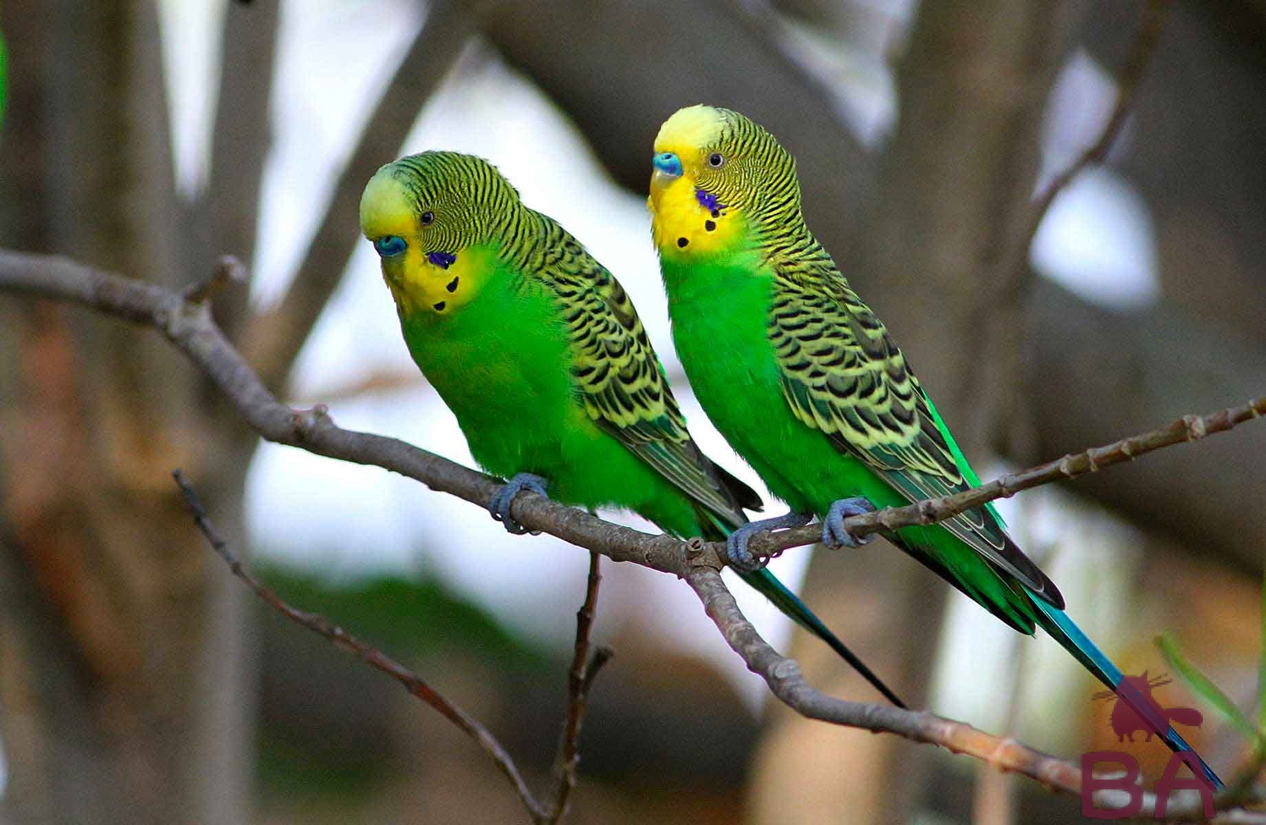 Птицы попугаи волнистые